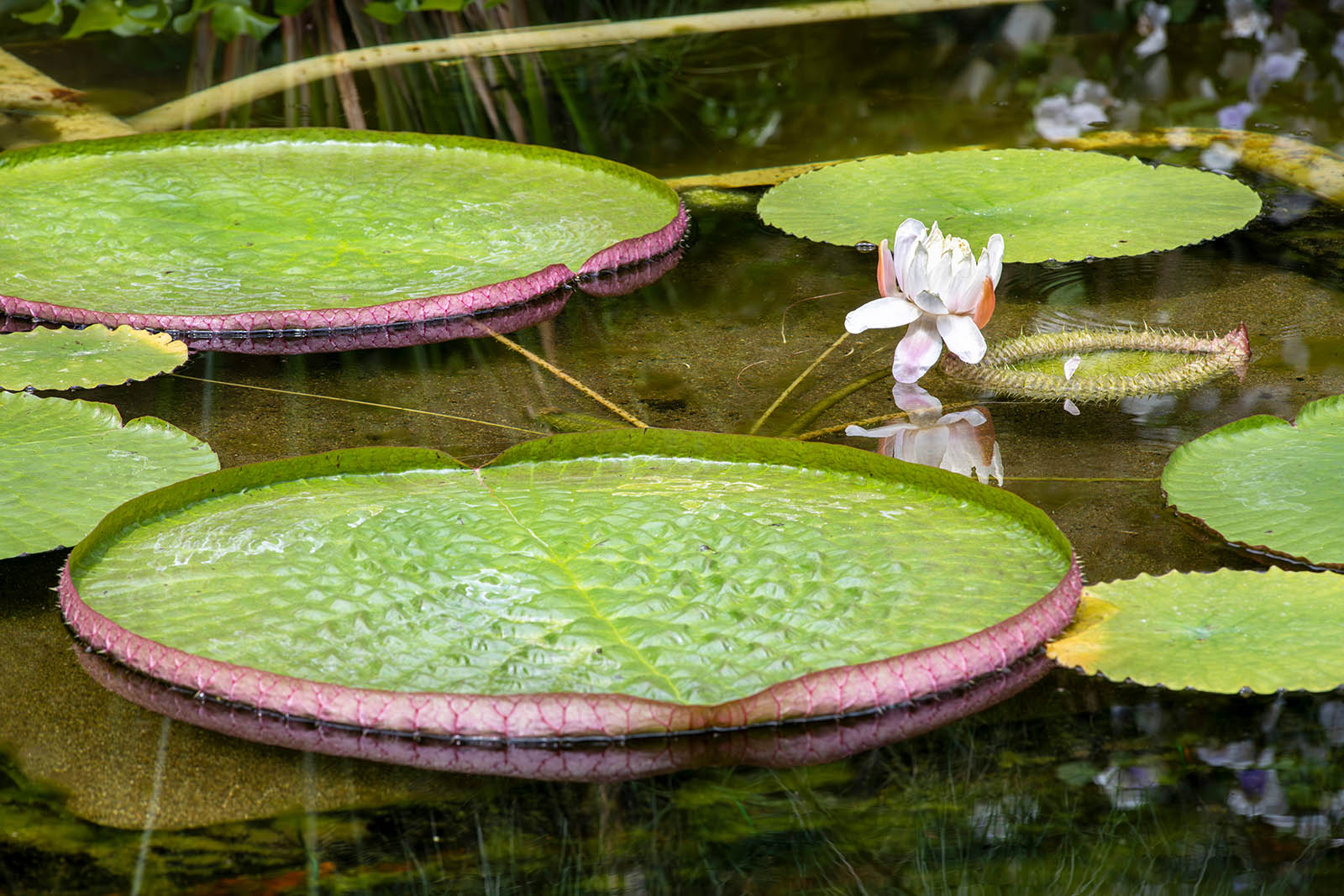 Giardini Botanici di Villa Taranto: serra victoria