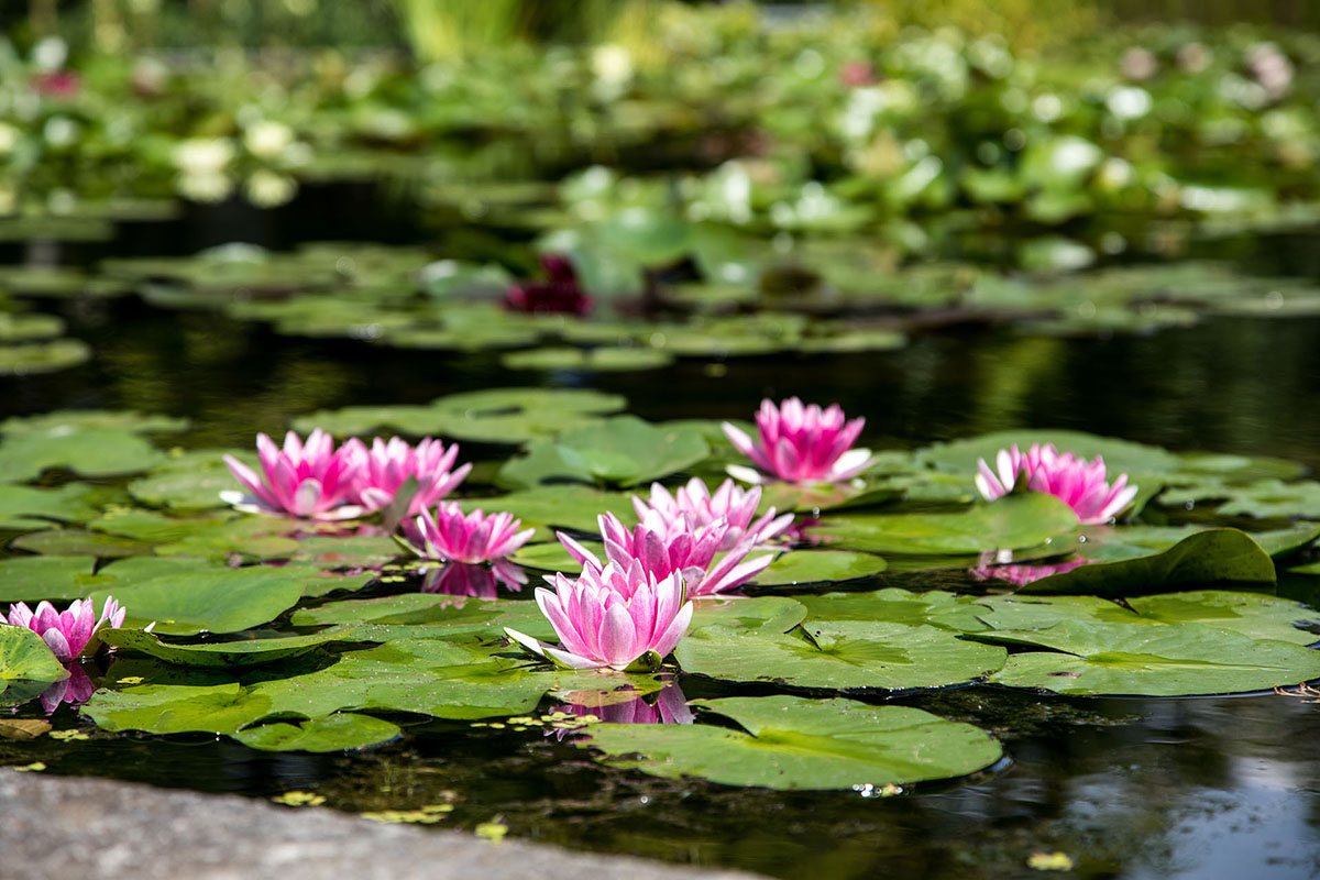 Giardini Botanici di Villa Taranto: fior di loto