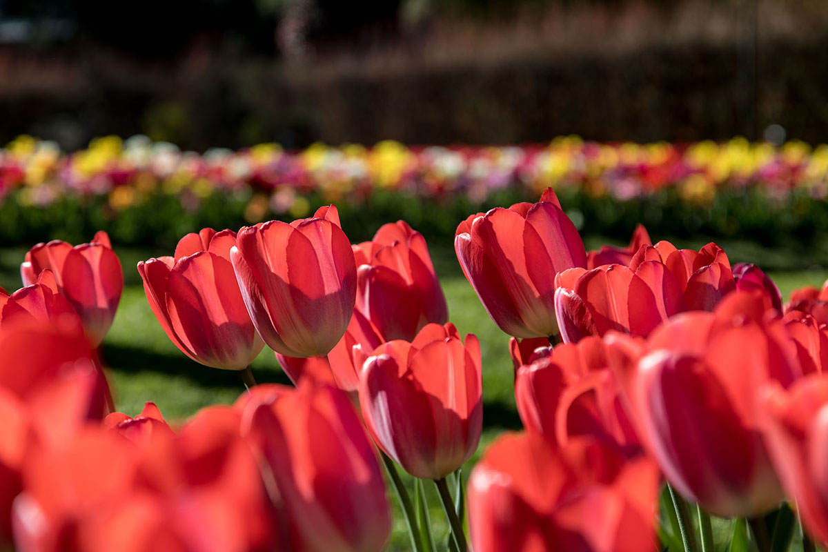 Giardini Botanici di Villa Taranto: Labirinto dei tulipani