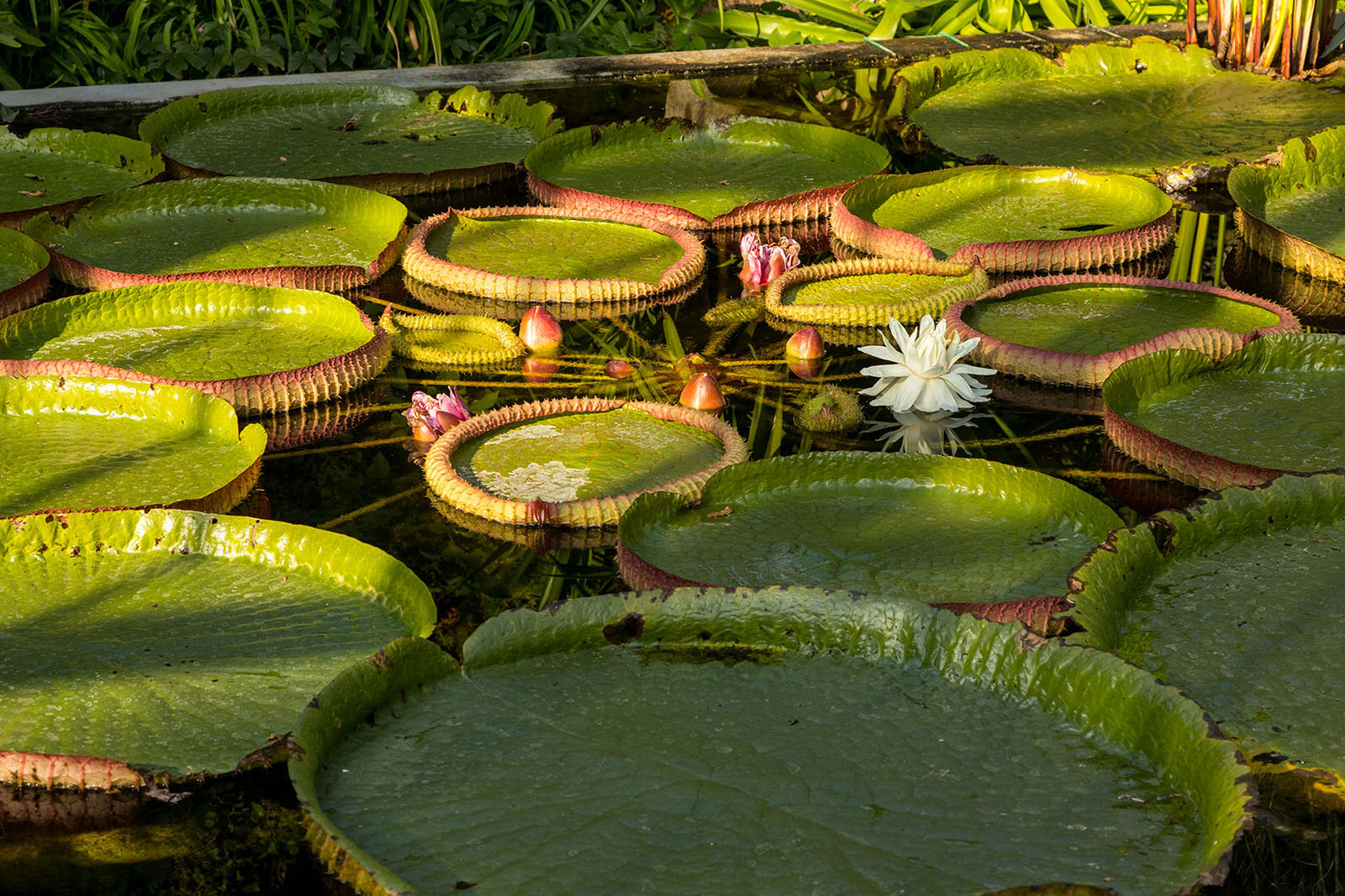 Giardini Botanici di Villa Taranto: serra victoria