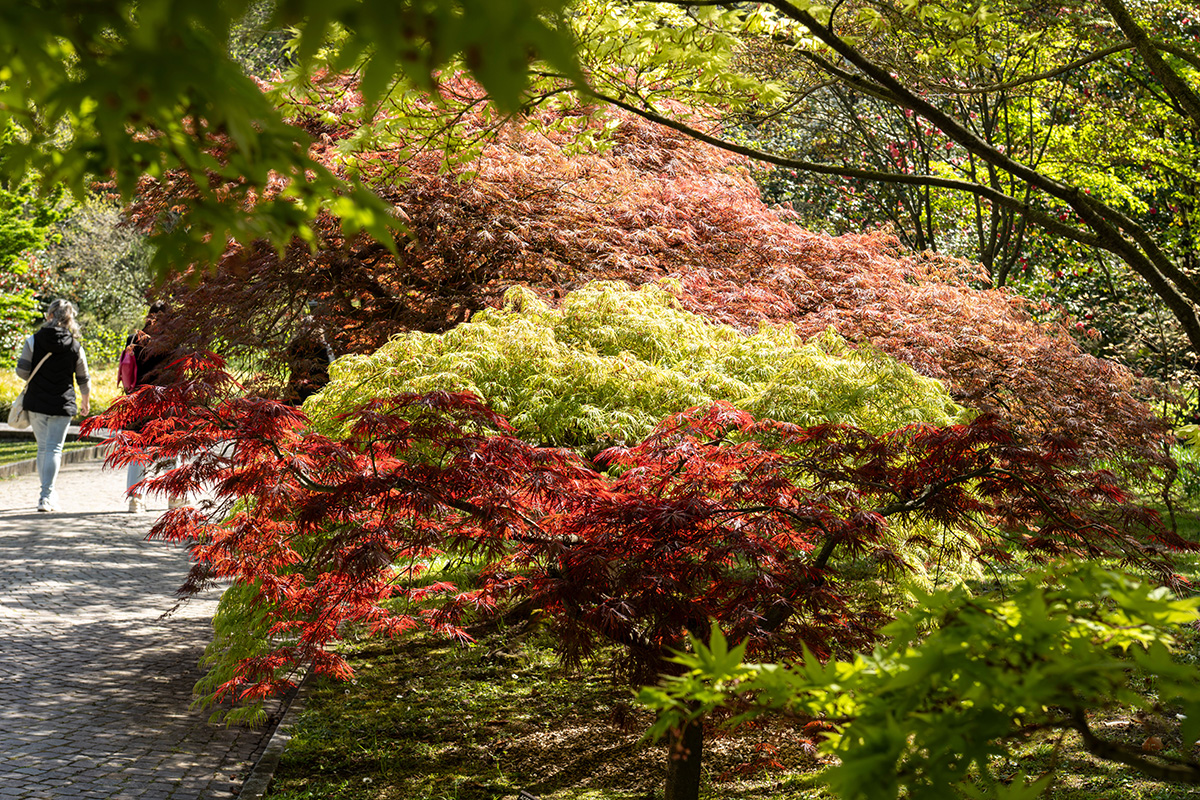 Giardini Botanici di Villa Taranto: viale dei larici
