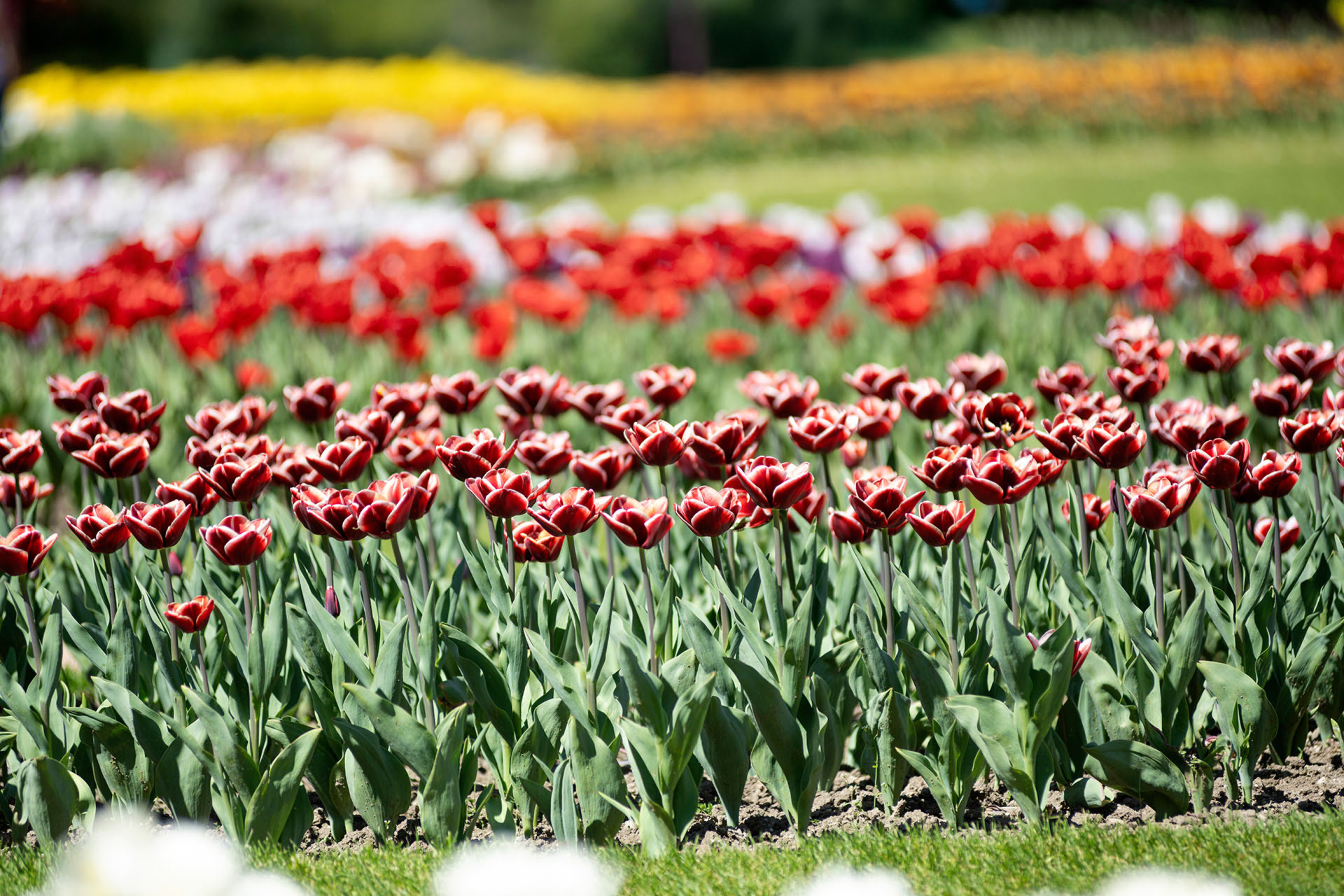 Giardini Botanici di Villa Taranto: Labirinto dei tulipani