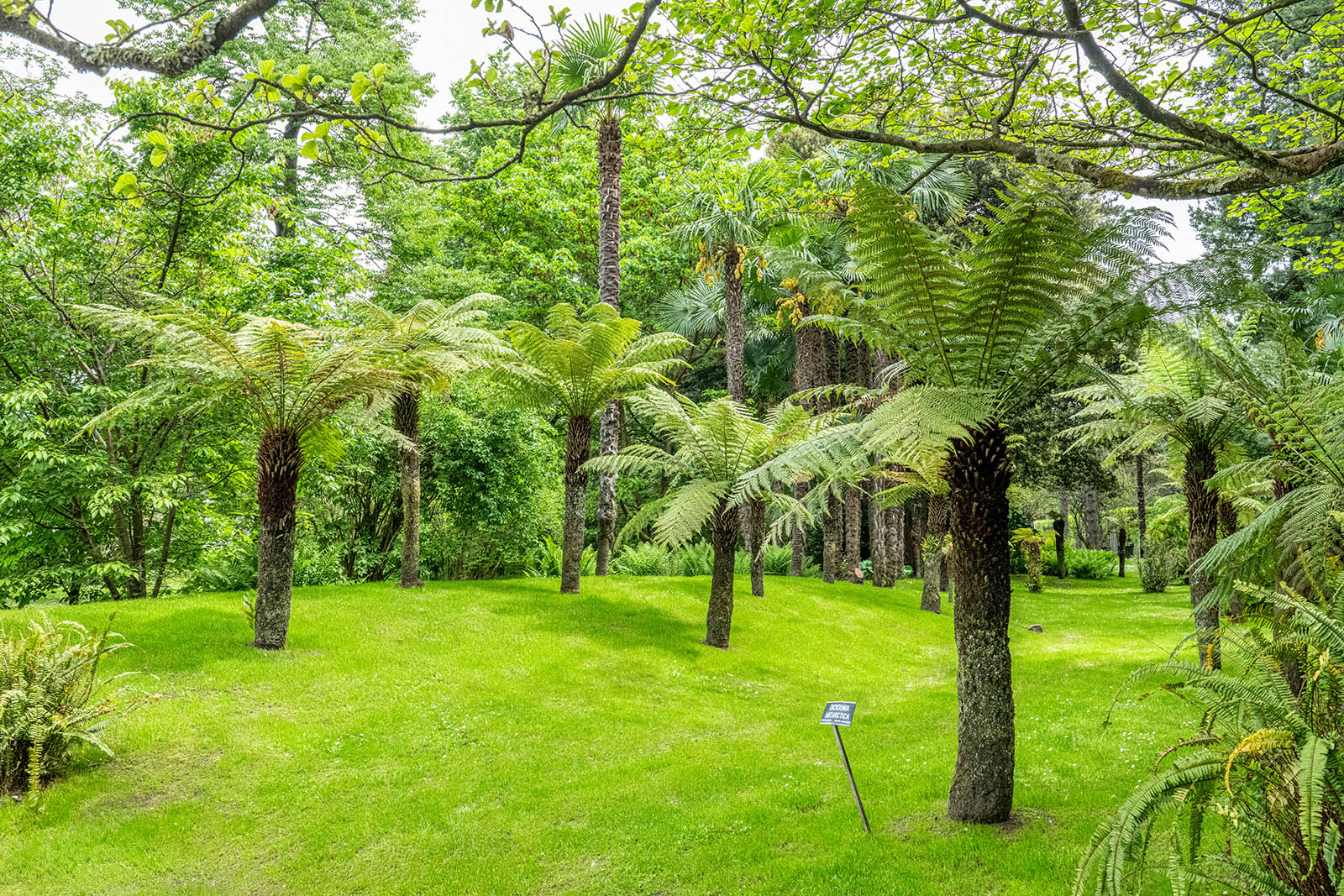 Giardini Botanici di Villa Taranto: Dicksonia Antarctica