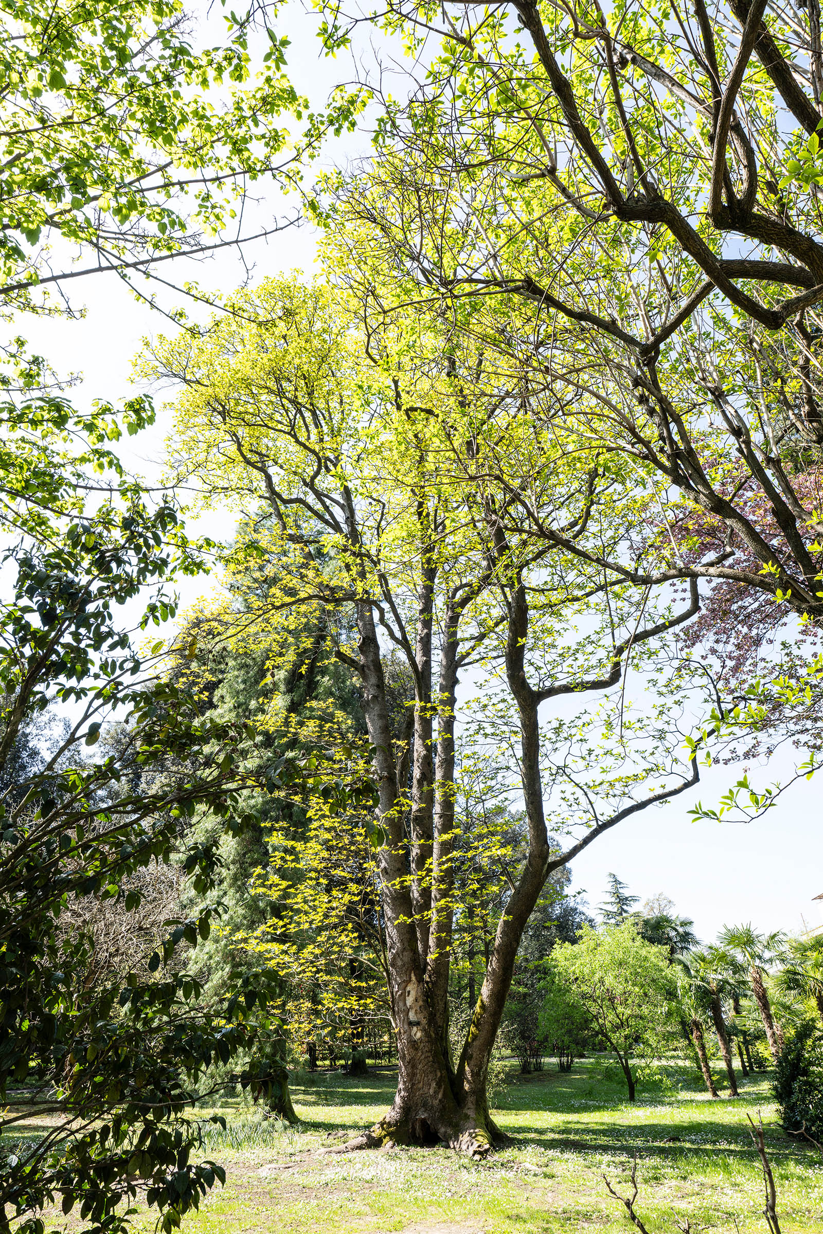 Giardini Botanici di Villa Taranto: Emmenopterys Henryi