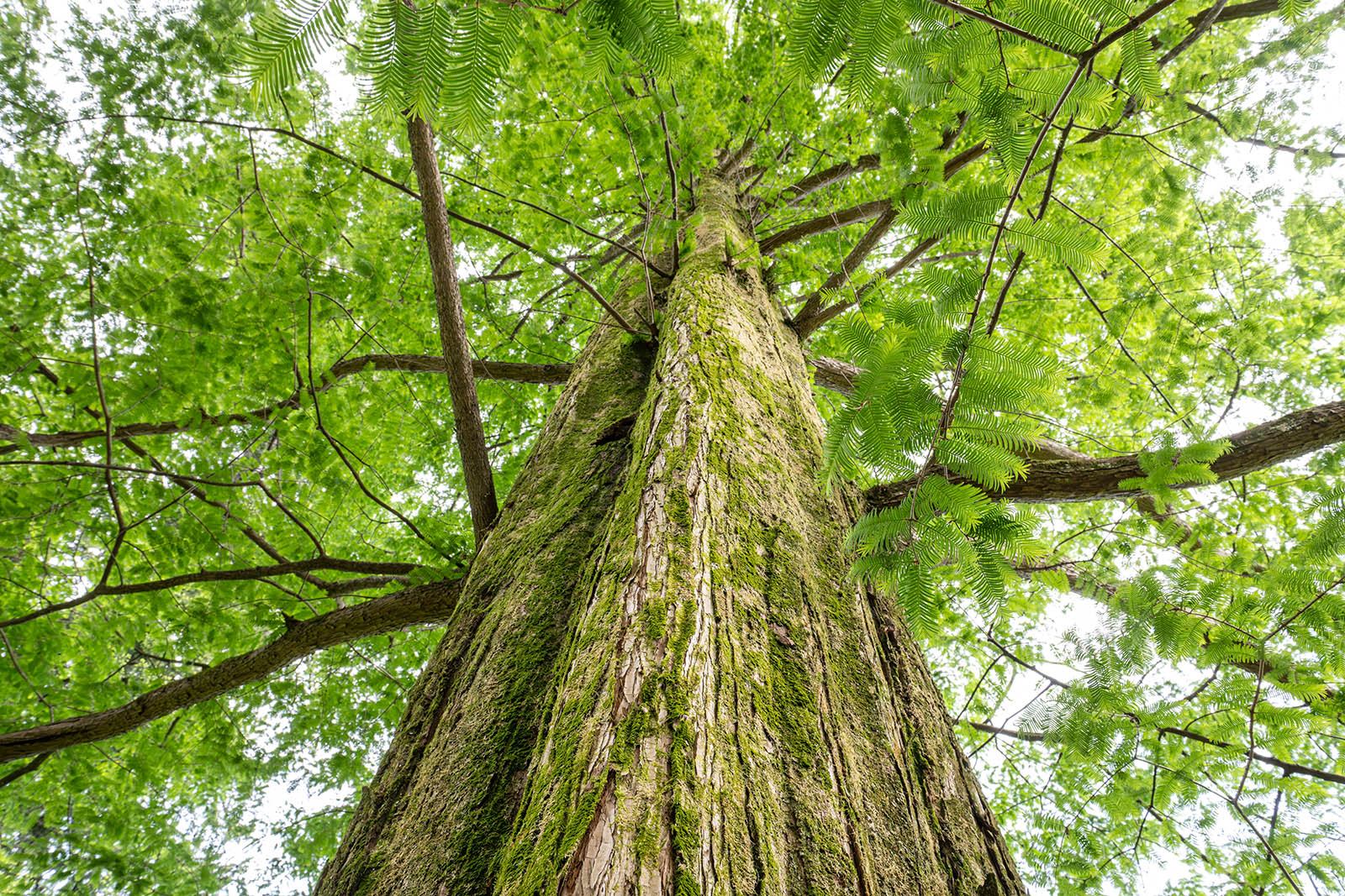 Giardini Botanici di Villa Taranto: Metasequoia Glyptostroboides