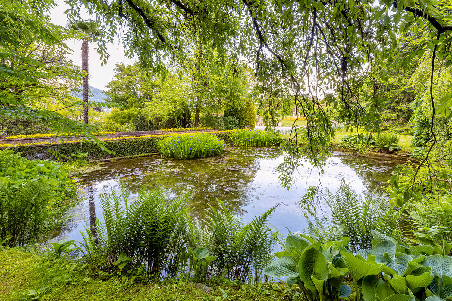 Giardini Botanici di Villa Taranto: vasca con ninfee