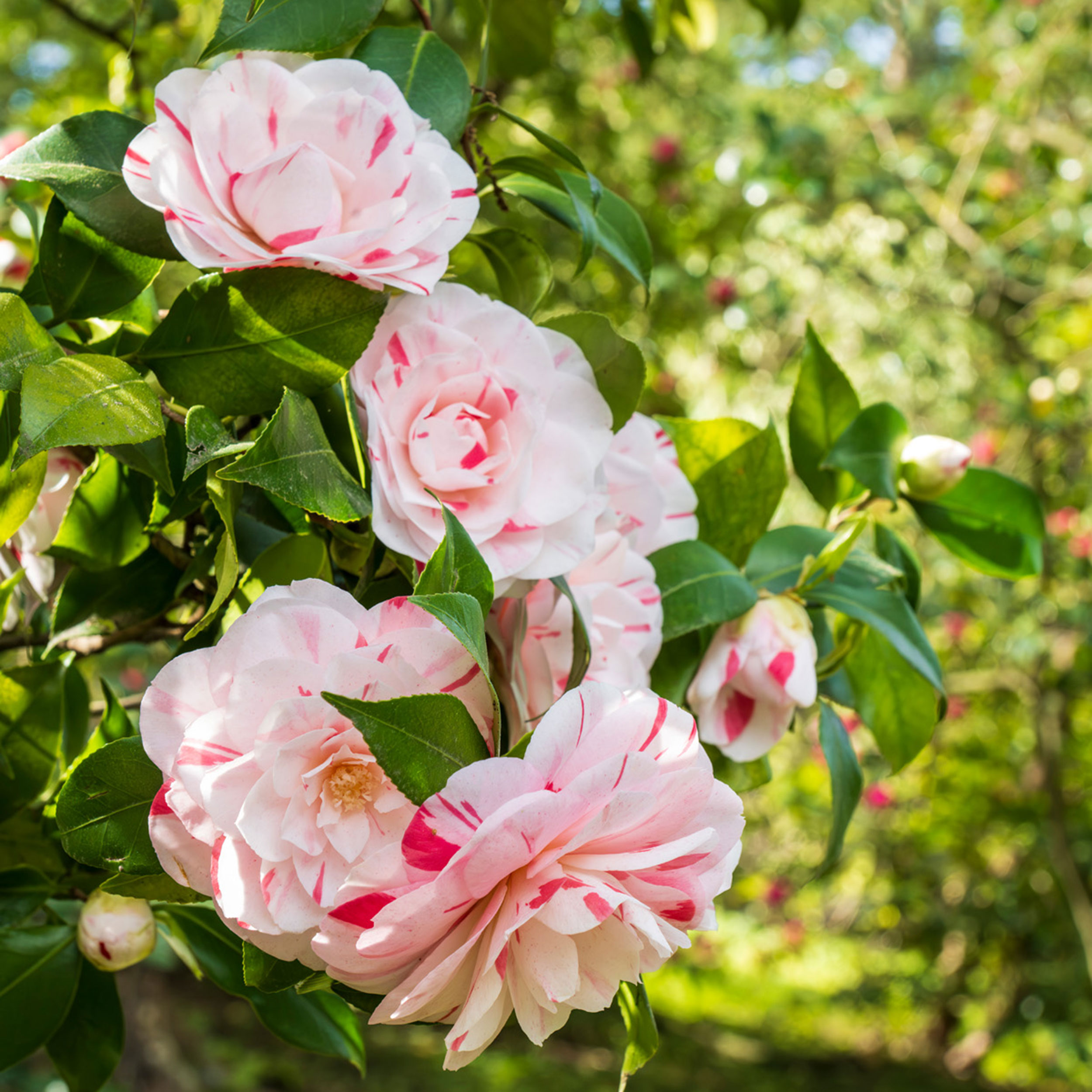 Eventi Villa Taranto - garden talks camelia da olio