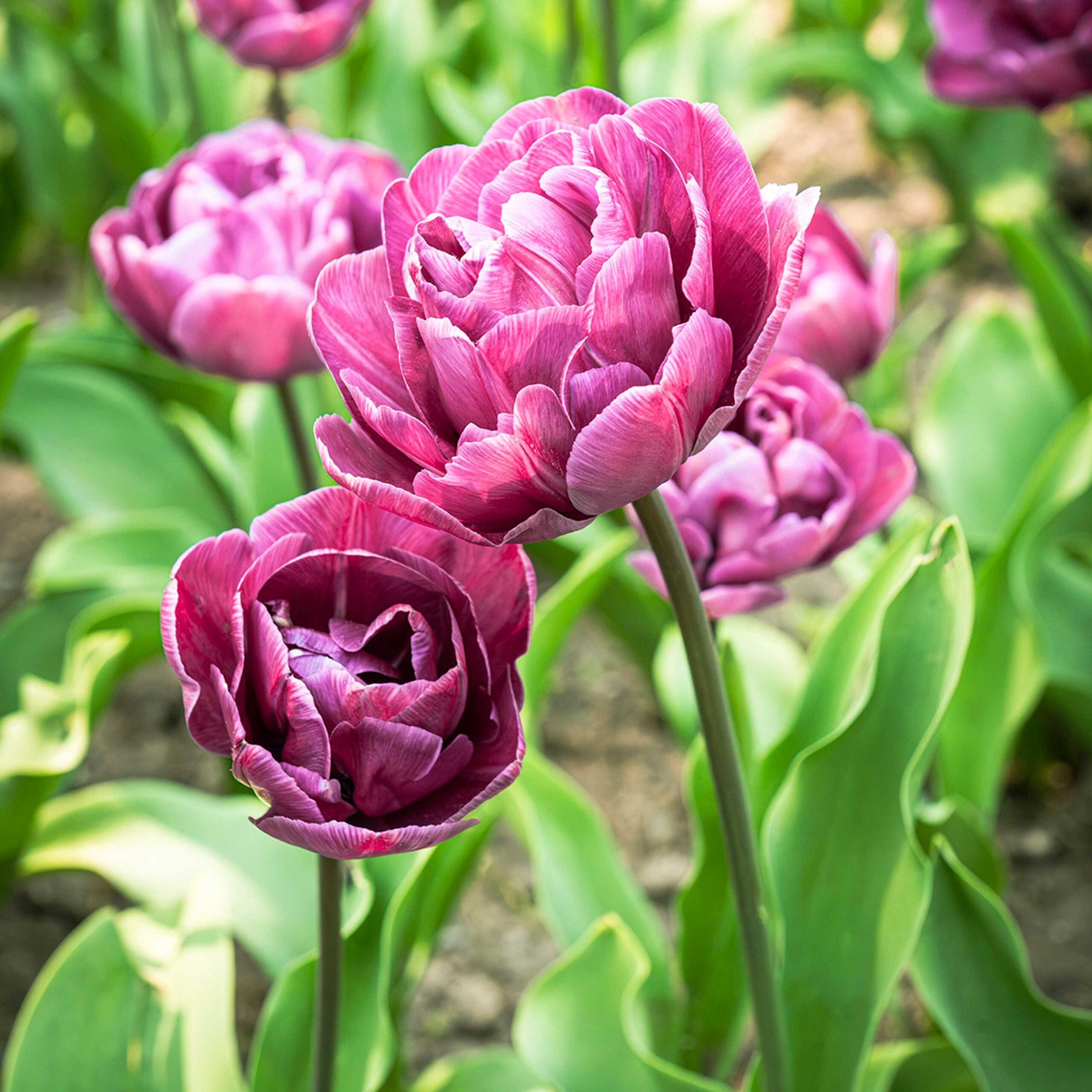 Eventi Villa Taranto - garden talks tulipani