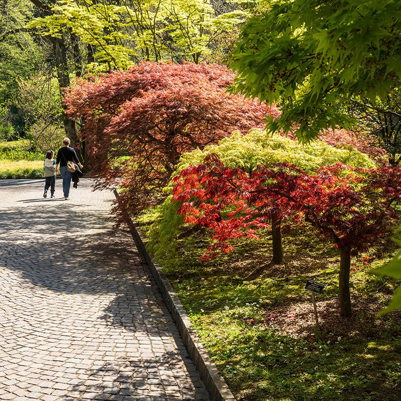 Giardini Botanici di Villa Taranto: viale dei larici