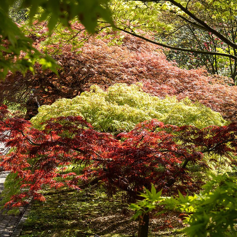 Giardini Botanici di Villa Taranto: viale dei larici