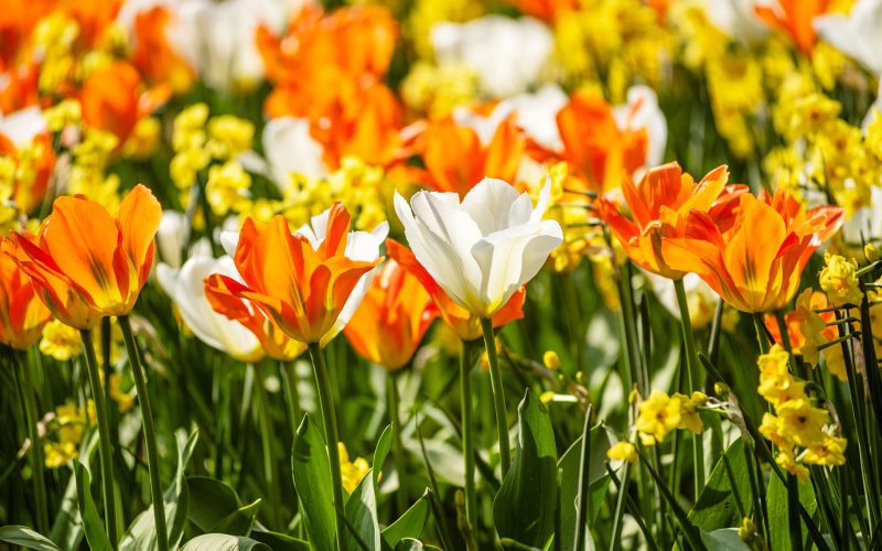 Giardini Botanici di Villa Taranto: Labirinto dei tulipani