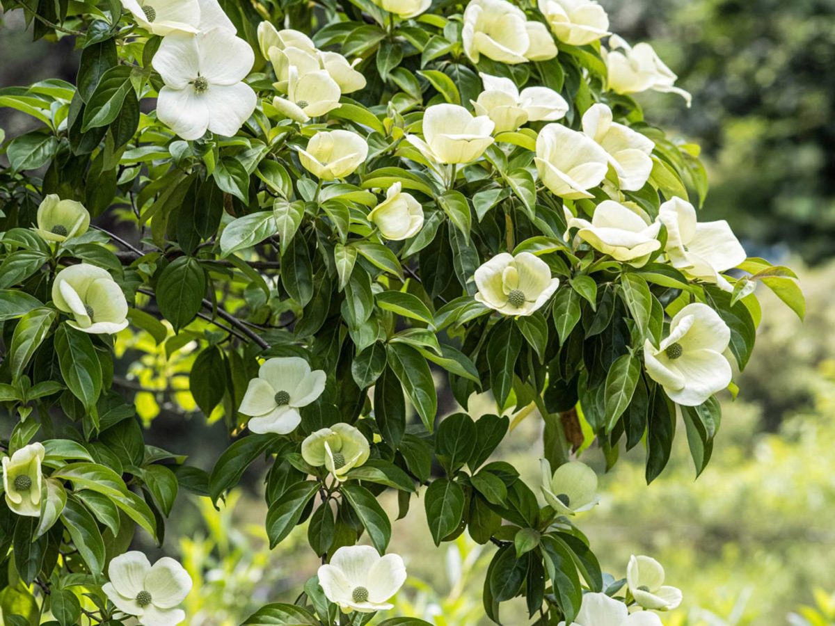 cornus