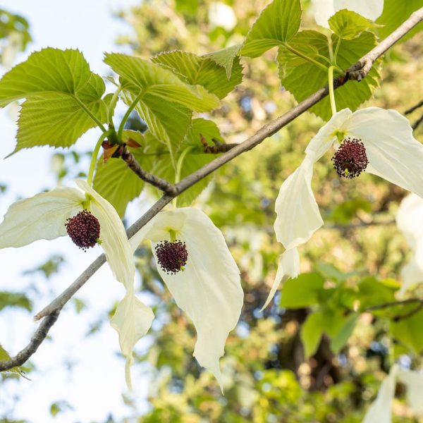 Giardini Botanici di Villa Taranto: Davidia Involucrata