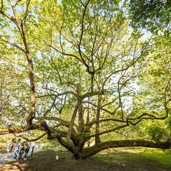Giardini Botanici di Villa Taranto: Davidia Involucrata