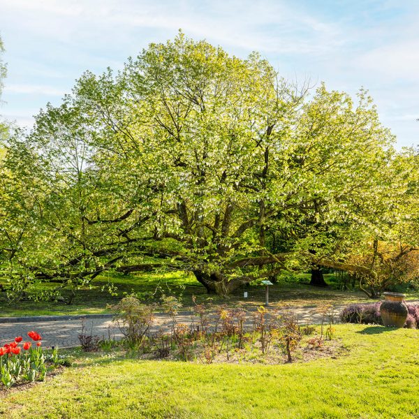 Giardini Botanici di Villa Taranto: Davidia Involucrata