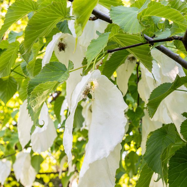 Giardini Botanici di Villa Taranto: Davidia Involucrata