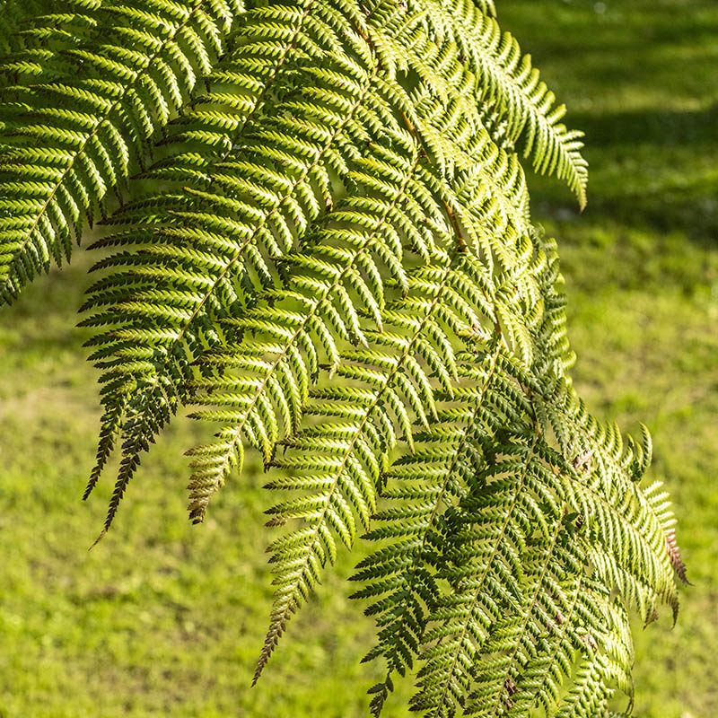 Giardini Botanici di Villa Taranto: Dicksonia Antarctica