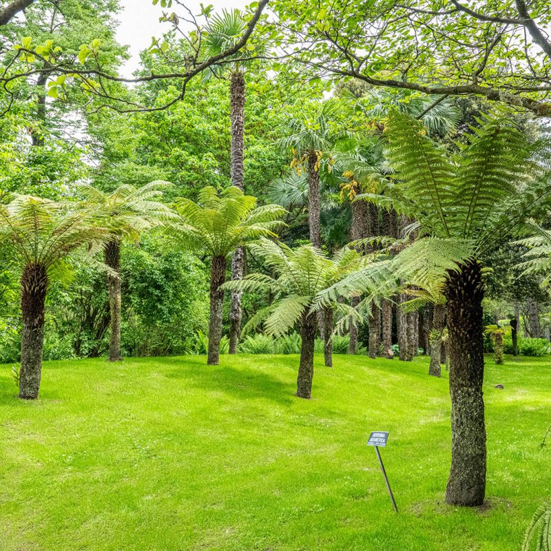 Giardini Botanici di Villa Taranto: Dicksonia Antarctica