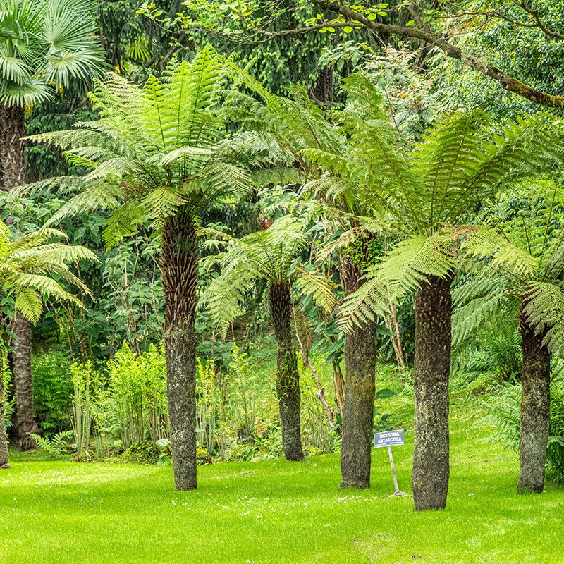 Giardini Botanici di Villa Taranto: Dicksonia Antarctica