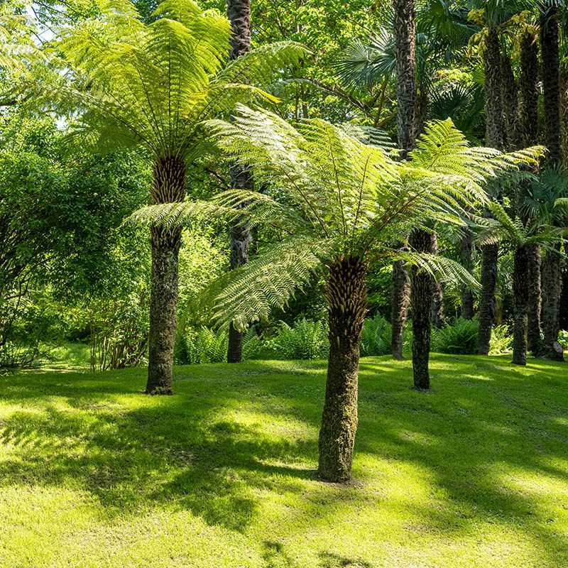 Giardini Botanici di Villa Taranto: Dicksonia Antarctica
