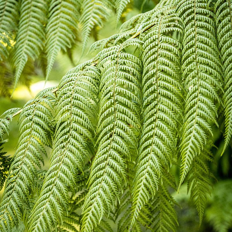 Giardini Botanici di Villa Taranto: Dicksonia Antarctica