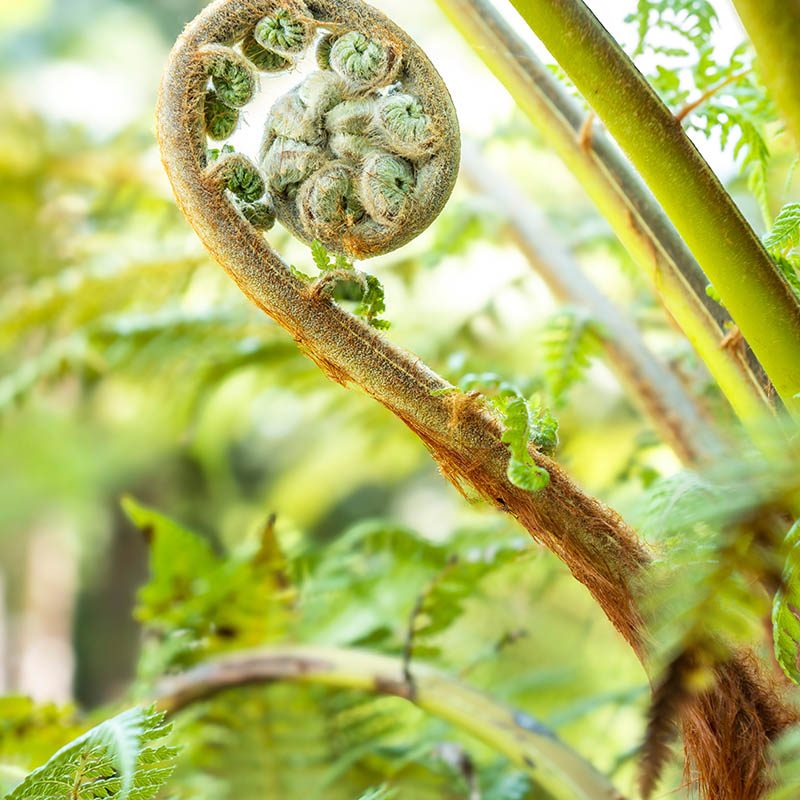 Giardini Botanici di Villa Taranto: Dicksonia Antarctica