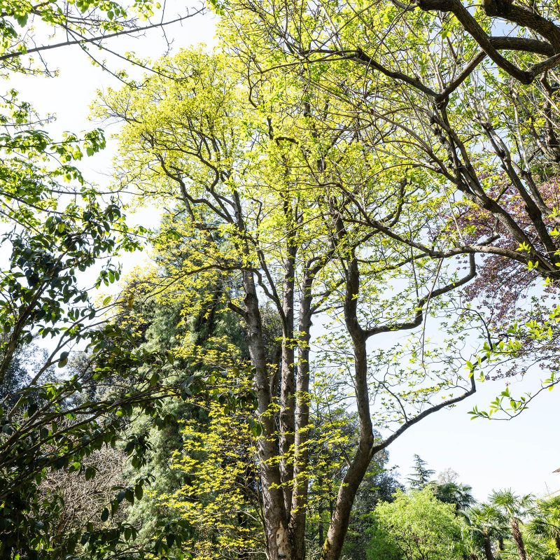 Giardini Botanici di Villa Taranto: Emmenopterys Henryi