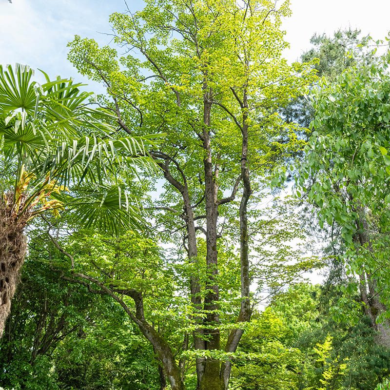 Giardini Botanici di Villa Taranto: Emmenopterys Henryi