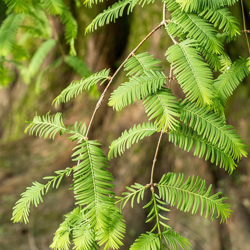 Giardini Botanici di Villa Taranto: Metasequoia Glyptostroboides