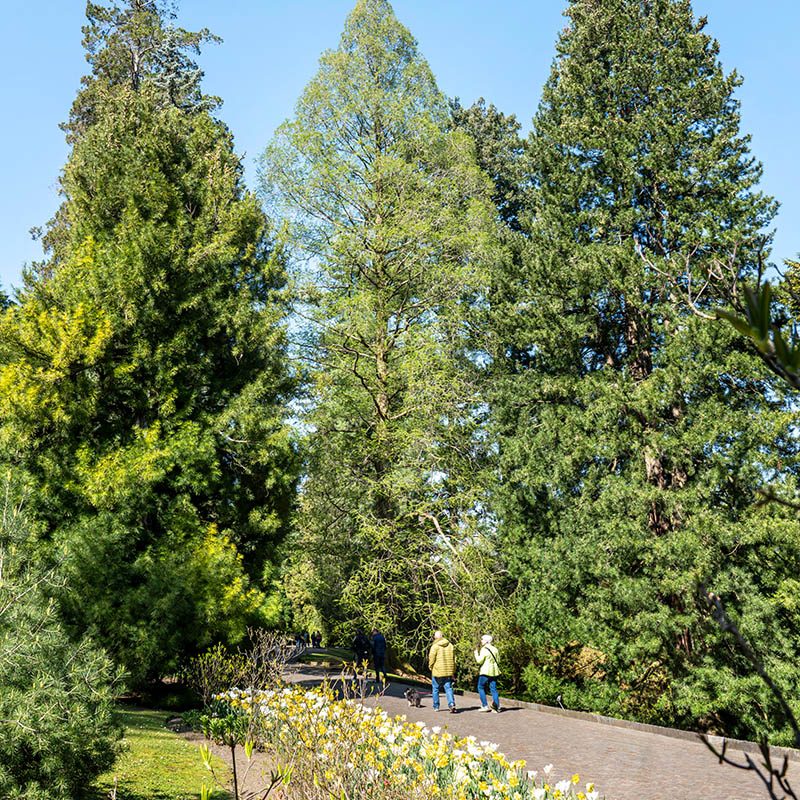 Giardini Botanici di Villa Taranto: Metasequoia Glyptostroboides