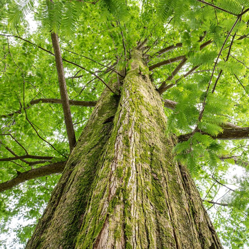 Giardini Botanici di Villa Taranto: Metasequoia Glyptostroboides