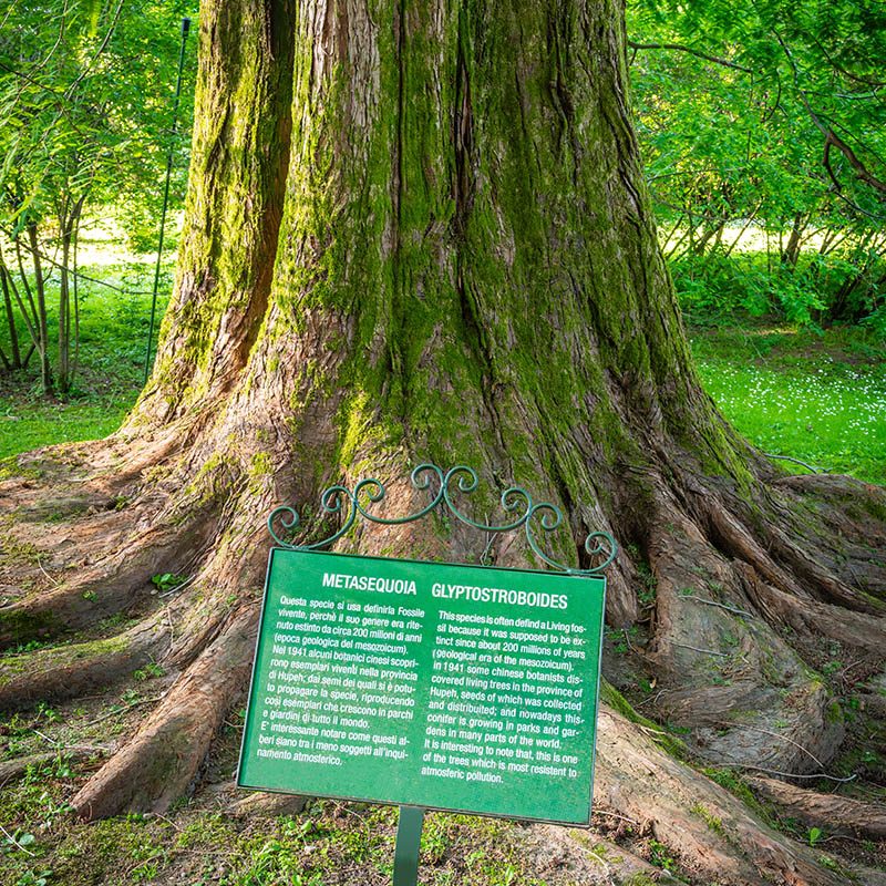 Giardini Botanici di Villa Taranto: Metasequoia Glyptostroboides