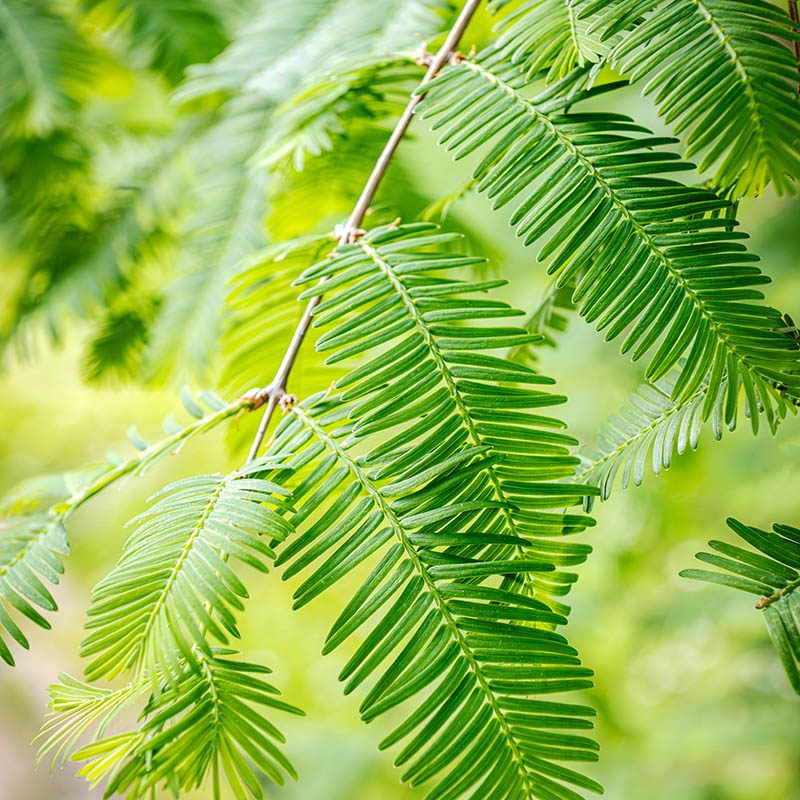 Giardini Botanici di Villa Taranto: Metasequoia Glyptostroboides