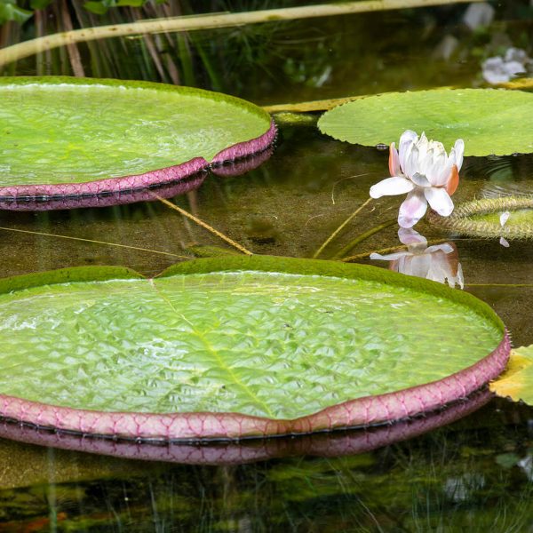Giardini Botanici di Villa Taranto: serra victoria