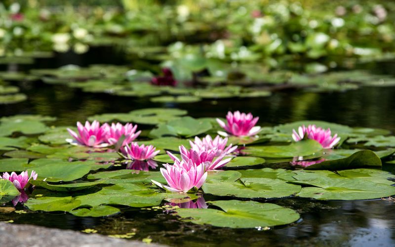 Giardini Botanici di Villa Taranto: fior di loto