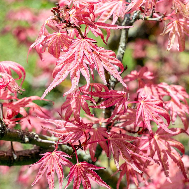 Giardini Botanici di Villa Taranto: ACER PALMATUM CAP. MC EACHARN