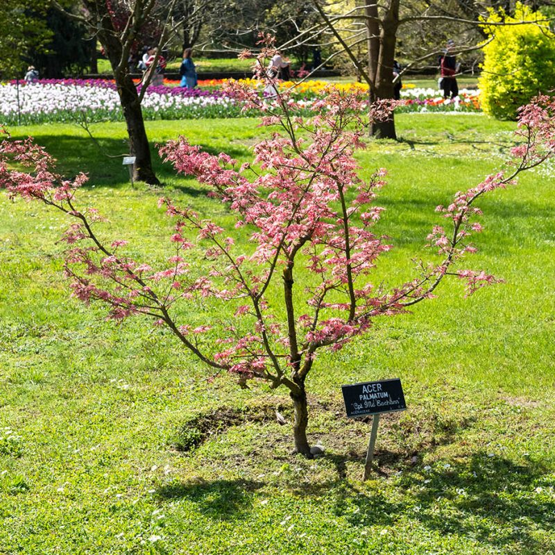 Giardini Botanici di Villa Taranto: ACER PALMATUM CAP. MC EACHARN