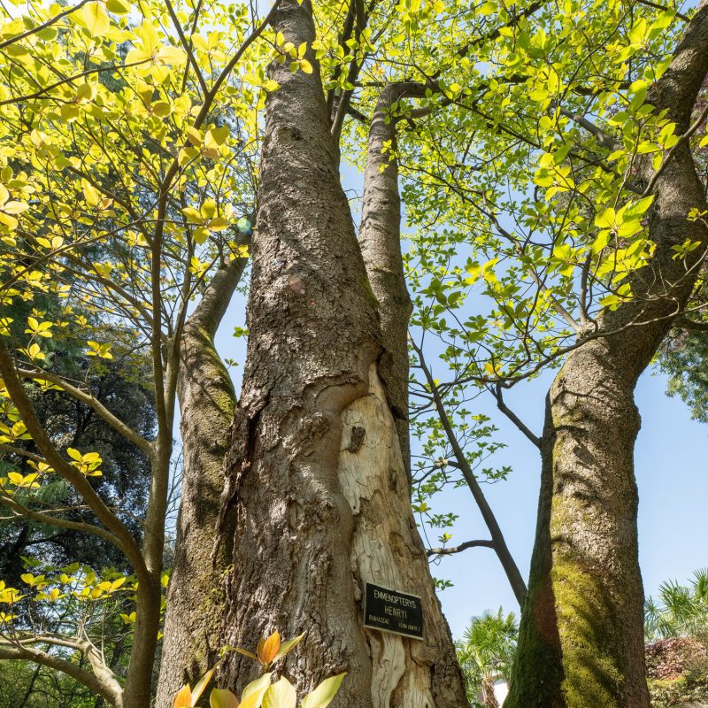 Giardini Botanici di Villa Taranto: Emmenopterys Henryi