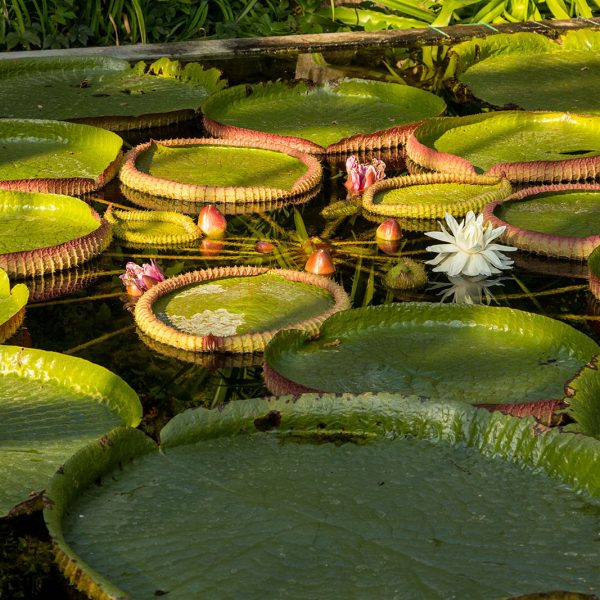 Giardini Botanici di Villa Taranto: serra victoria