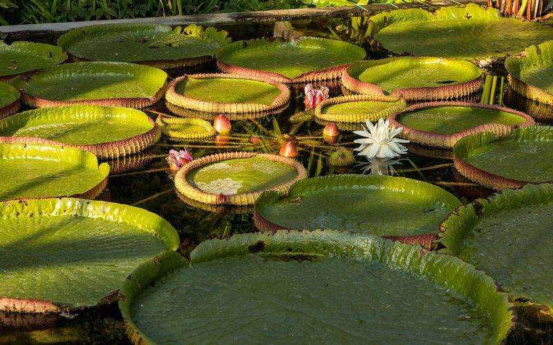 Giardini Botanici di Villa Taranto: serra victoria