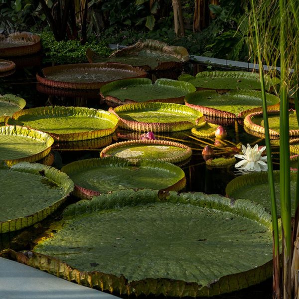 Giardini Botanici di Villa Taranto: serra victoria, victoria cruziana