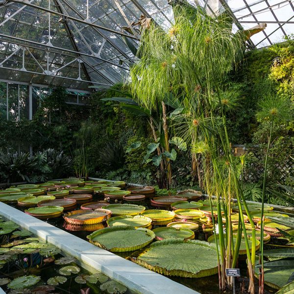 Giardini Botanici di Villa Taranto: serra victoria, victoria cruziana
