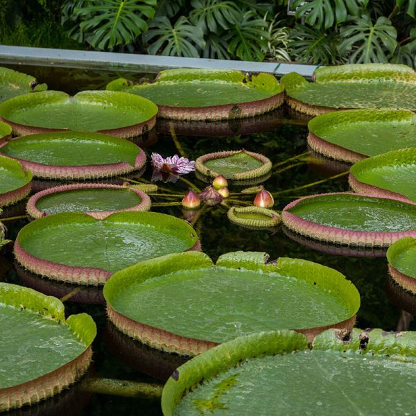 Giardini Botanici di Villa Taranto: serra victoria, victoria cruziana