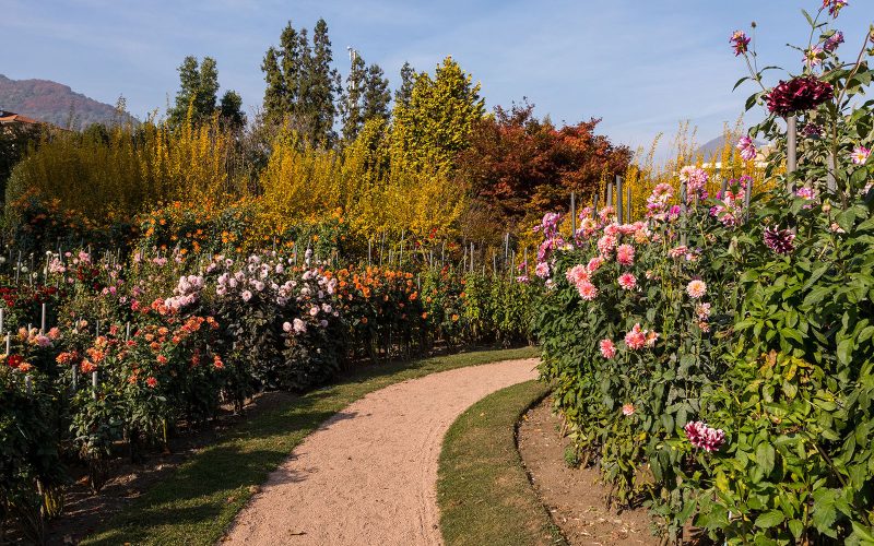 Giardini Botanici di Villa Taranto: Labirinto dei tulipani e delle Dahlie